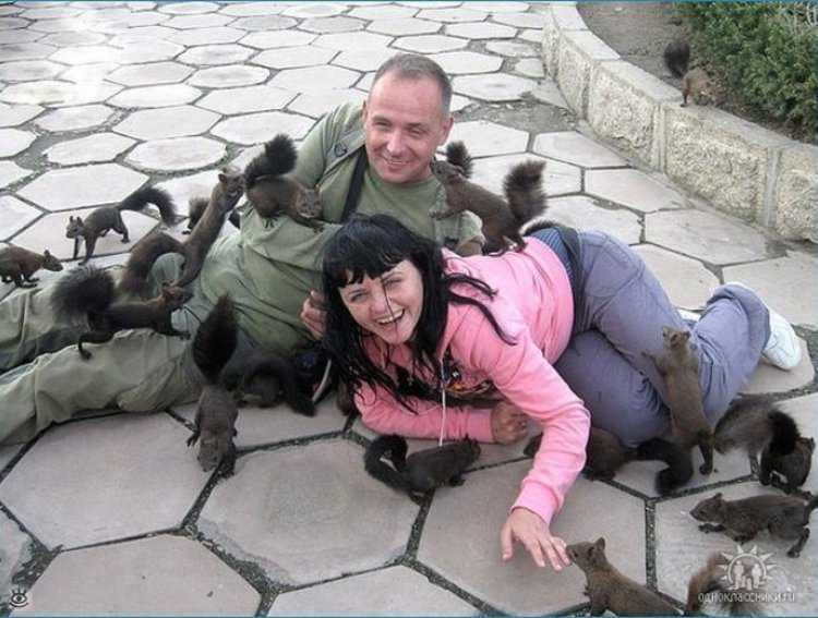 Интересные факты и сведения о крысах | vivareit