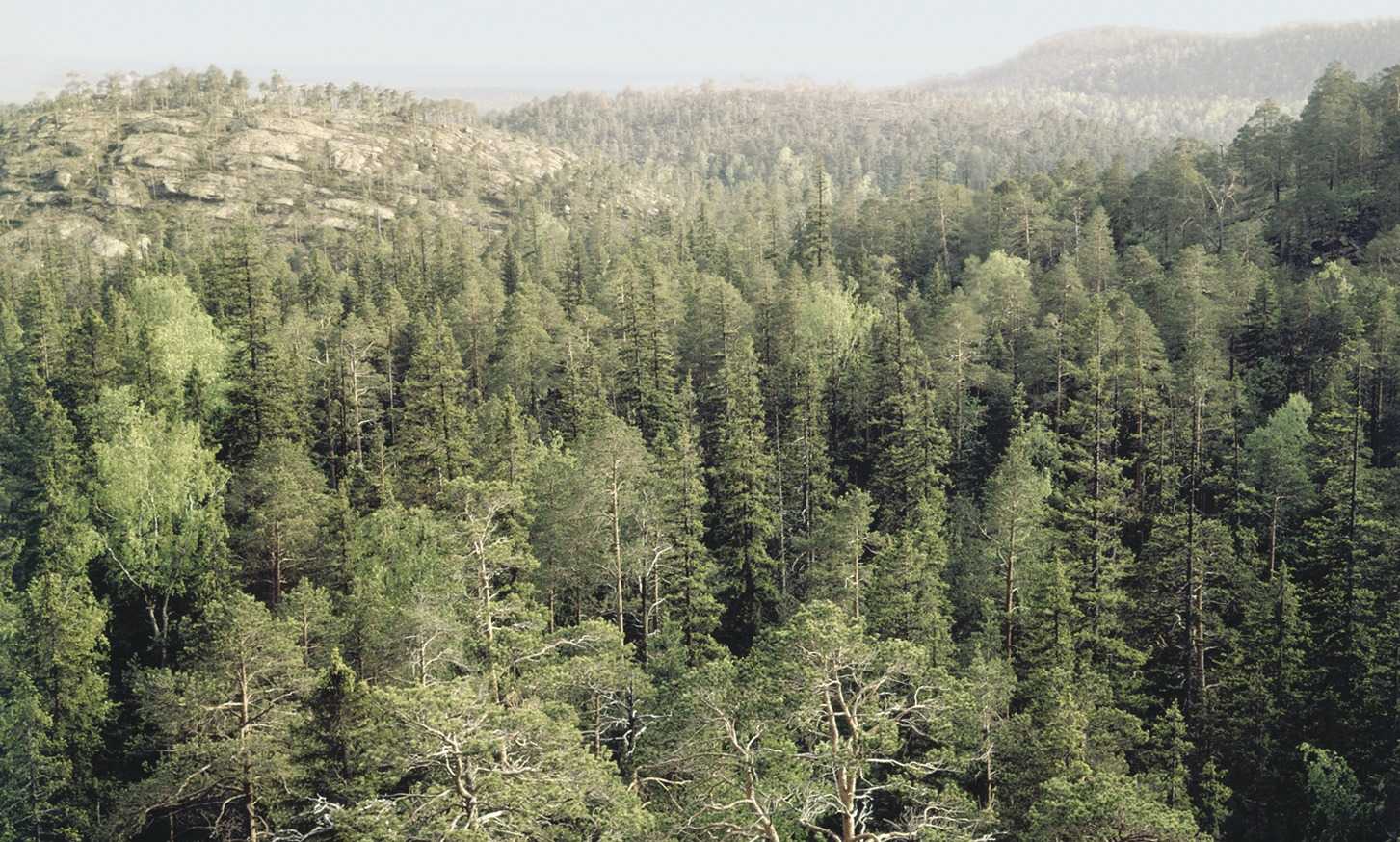 В чем разница между первичными и вторичными лесами?