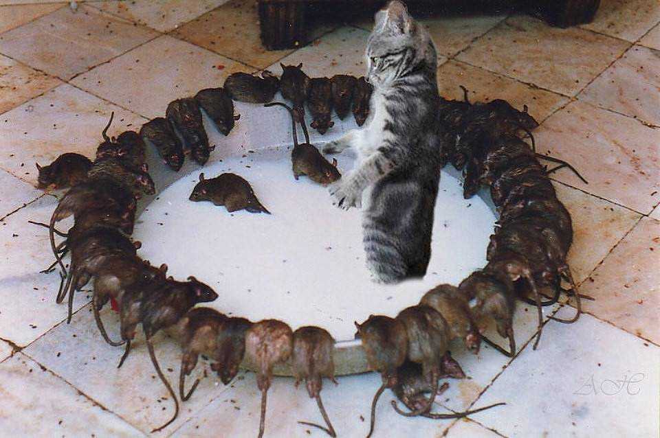 Почему крысы бегут с корабля?