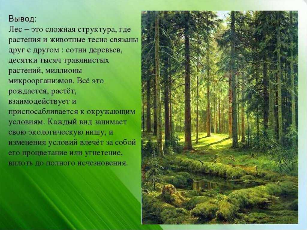 Тип леса - forestvologda.ru