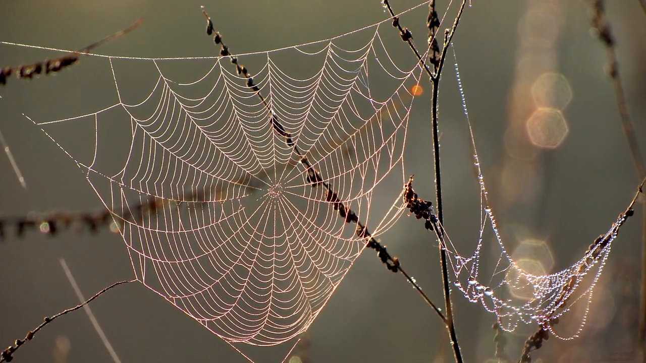 Особый вид арахнидов — кругопряды. пауки, чье мастерство плетения сетей вызывает восхищение - все о наших питомцах - 25 сентября - 43844433139 - медиаплатформа миртесен