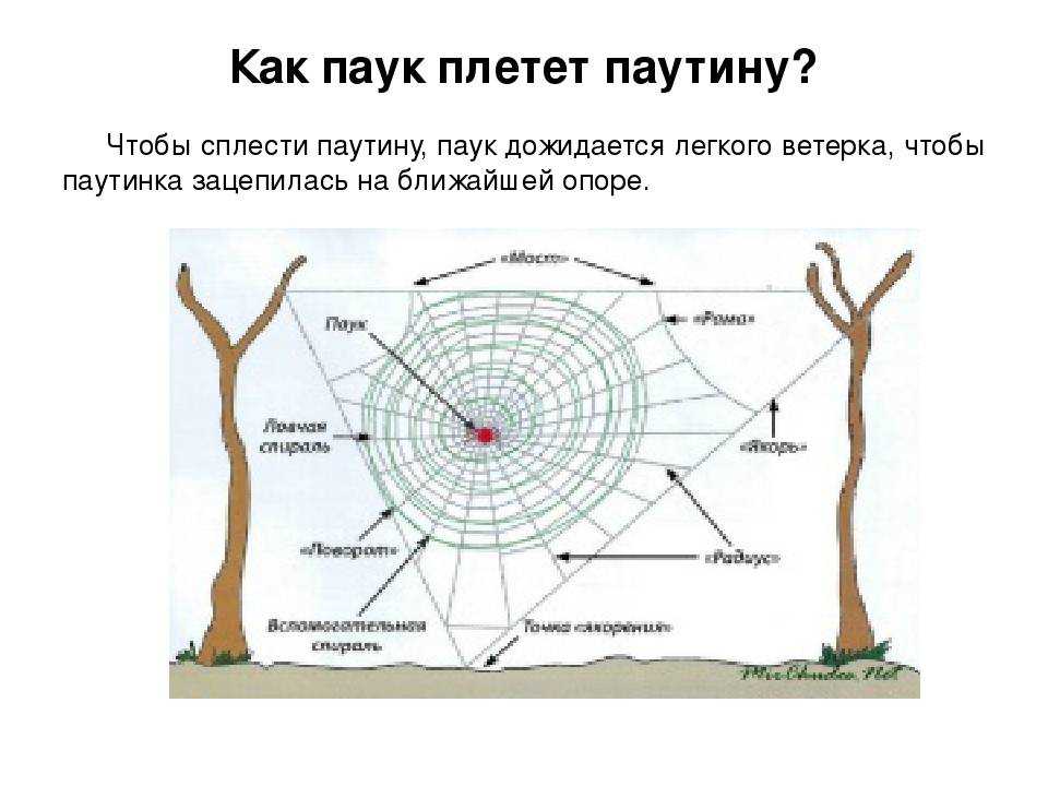 Захватывающий таймлапс во всех подробностях демонстрирует как паук - кругопряд шаг за шагом плетёт свою сеть и ловит в неё первую добычу Любопытно