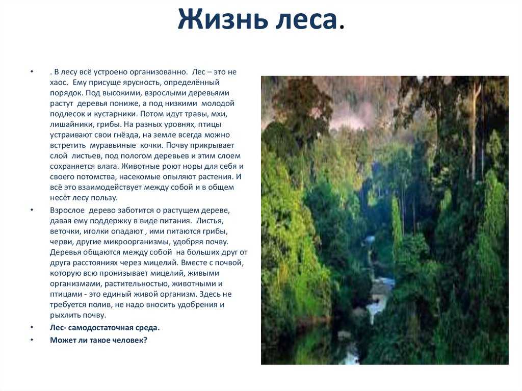 Группы и категории лесов - особенности, характеристики и описание