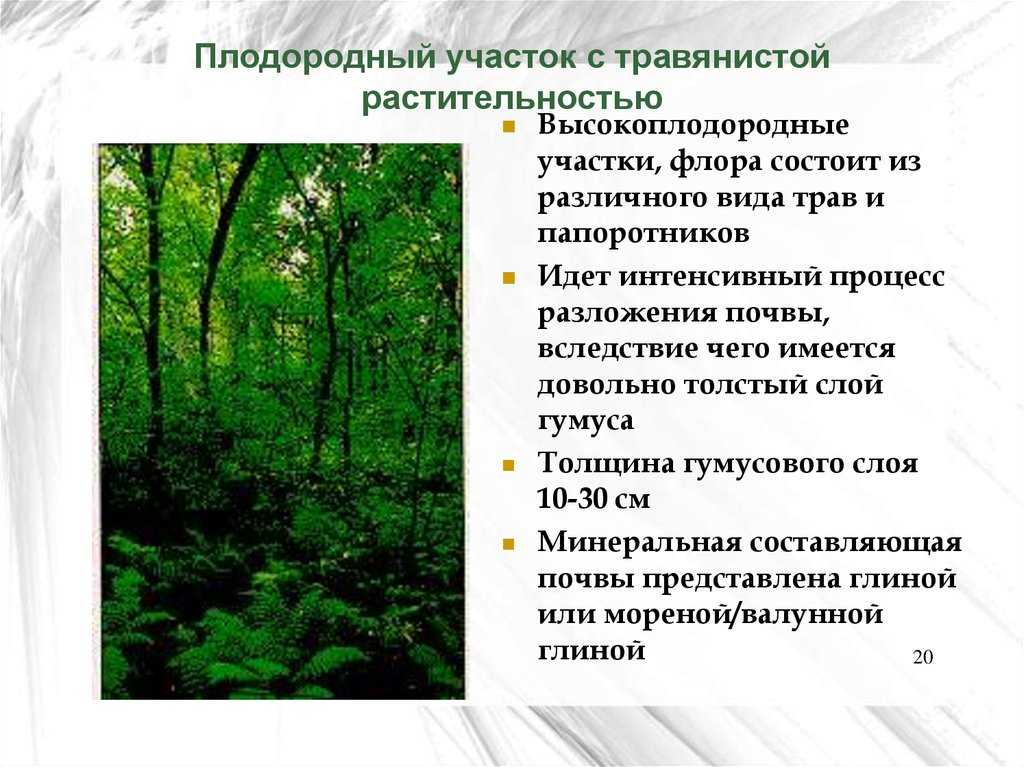 Лес. типы, виды и классификация лесов