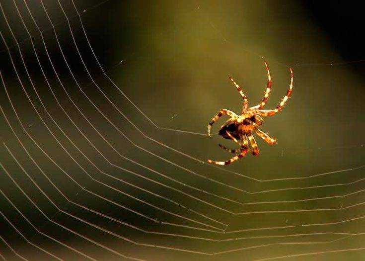 Захватывающий мир рогатых пауков-кругопрядов | знание – свет