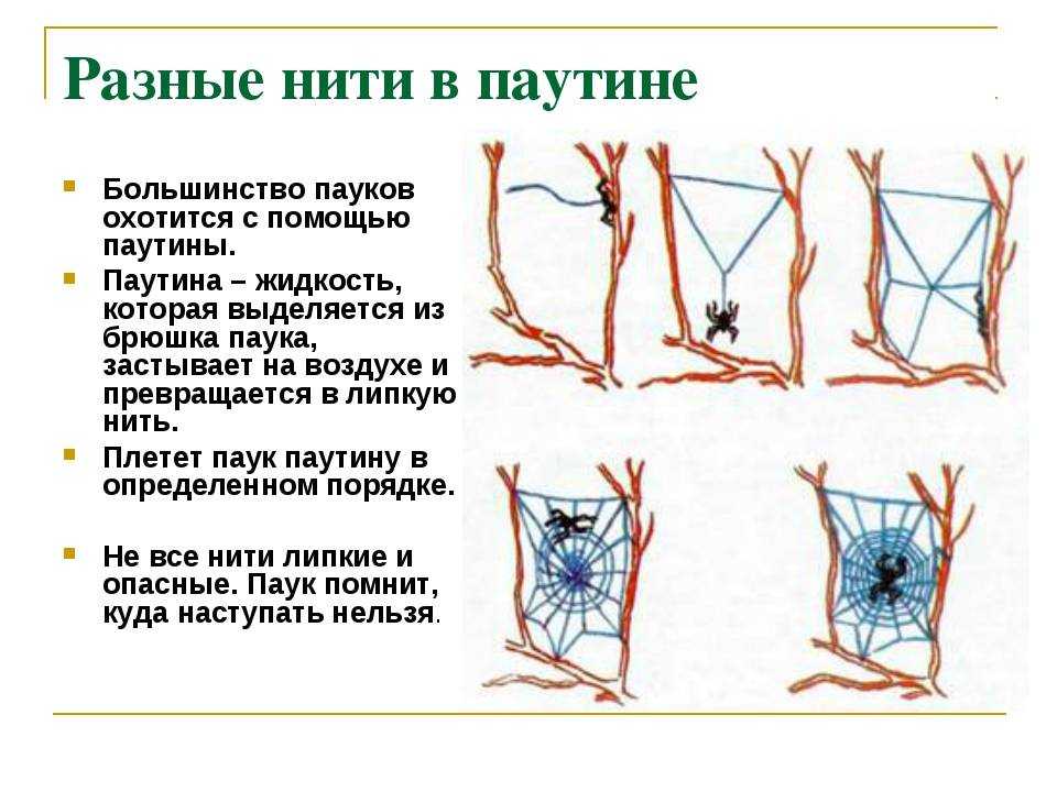 Как паук плетет паутину? где образуется и как используется пауком паутина. почему пауки плетут паутину? описание, фото и видео