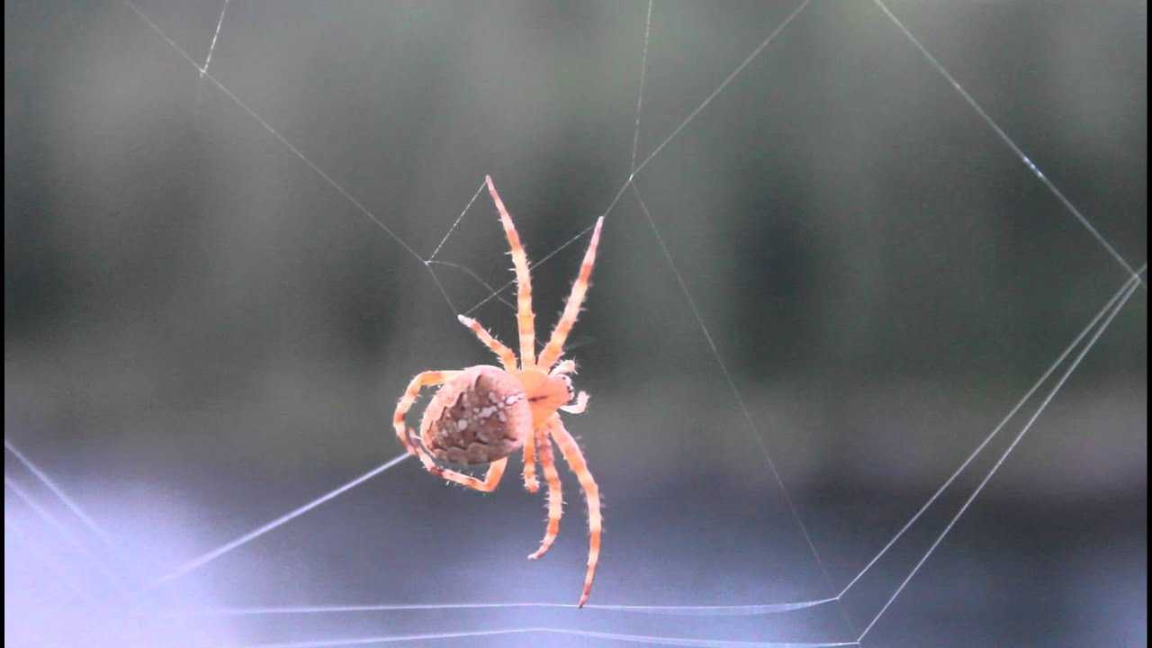 Паутина паука: как плетёт, где она образуется, откуда выходит, роль паутины в жизни паука?