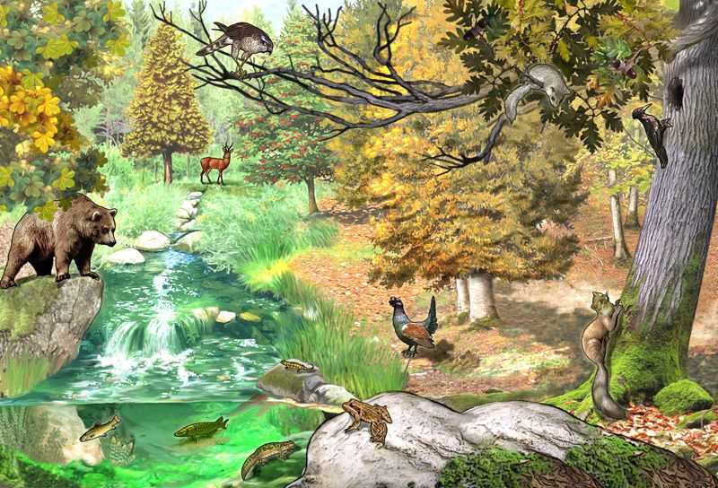 Лесопарк и парк: как они отличаются?