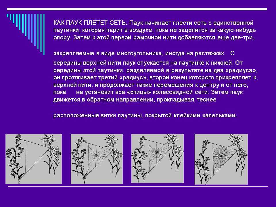В каком направлении пауки плетут свою паутину