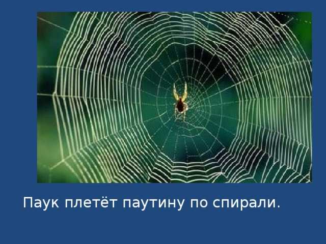 Как паук плетет паутину, детальное описание