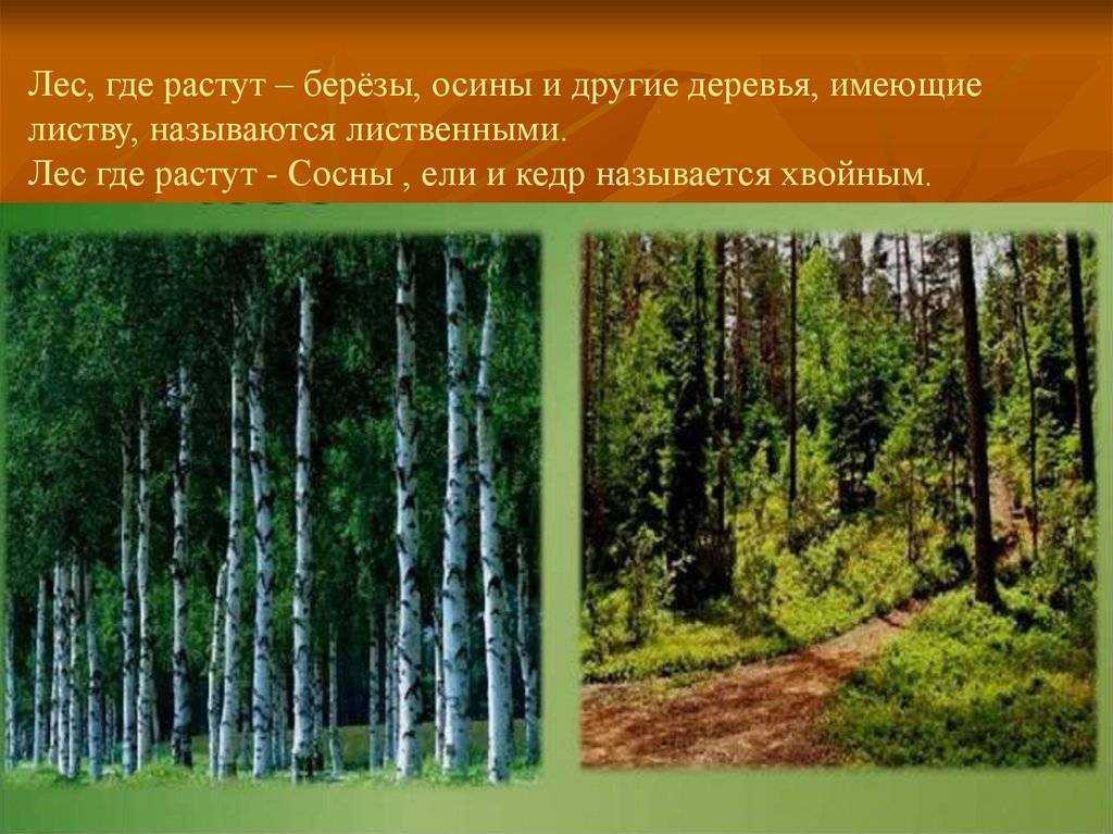 о том, что такое парк и лес Определение, классификация, виды и типы Отличия между парком и лесом