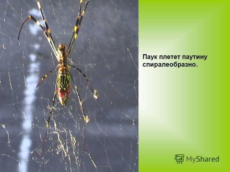 Как и почему паук плетет свою паутину