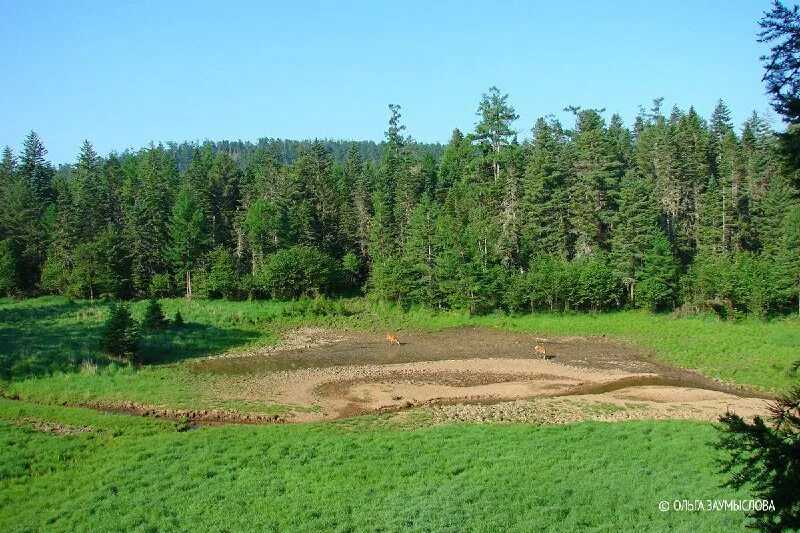 Чем парк отличается от сквера