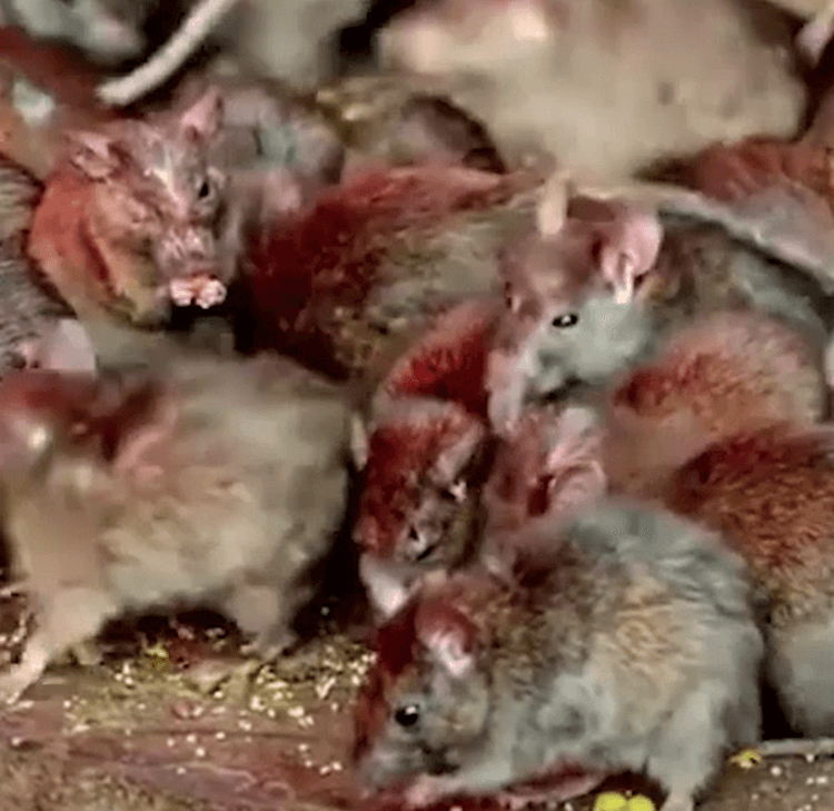 Особенности поведения крыс, о которых вы, возможно, не знали. зрение у крыс