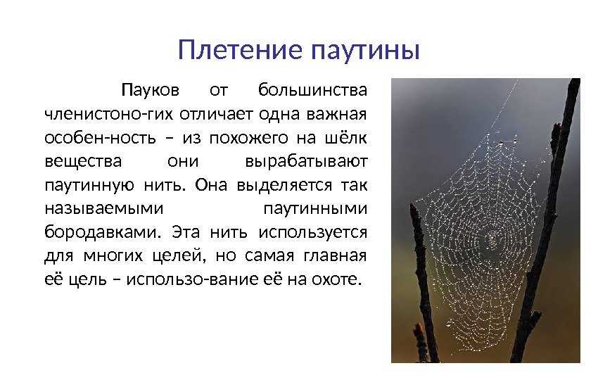Как паук плетет паутину, откуда берется паутинный шелк?