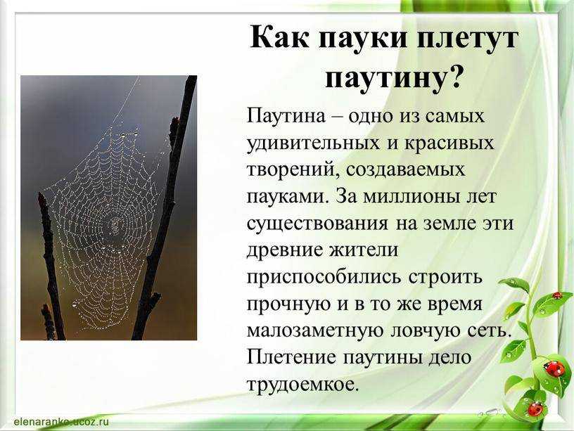 Как паук плетет паутину: из чего береться и состоит