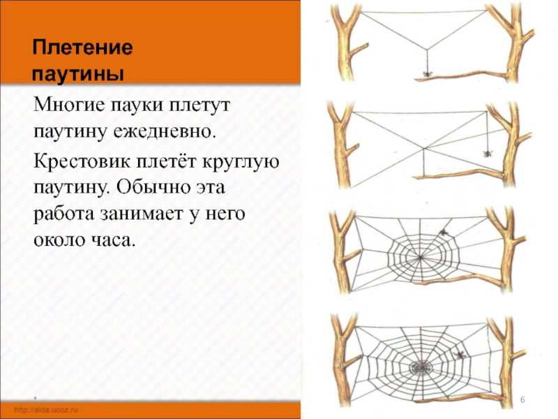 Откуда у паука нить? процесс производства паутины и нити пауками