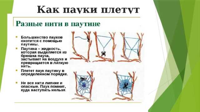 Как паук плетет паутину: где она образуется, из чего состоит, зачем нужна