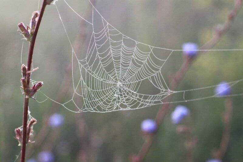 Как паук плетет паутину, откуда берется паутинный шелк?