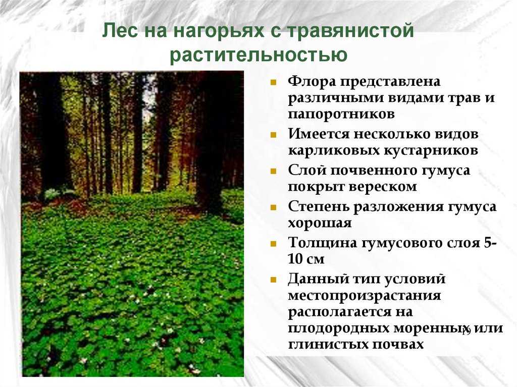 Парк: все, что нужно знать