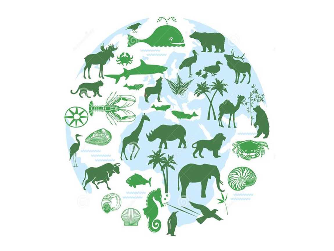 Лес | пермавики | fandom