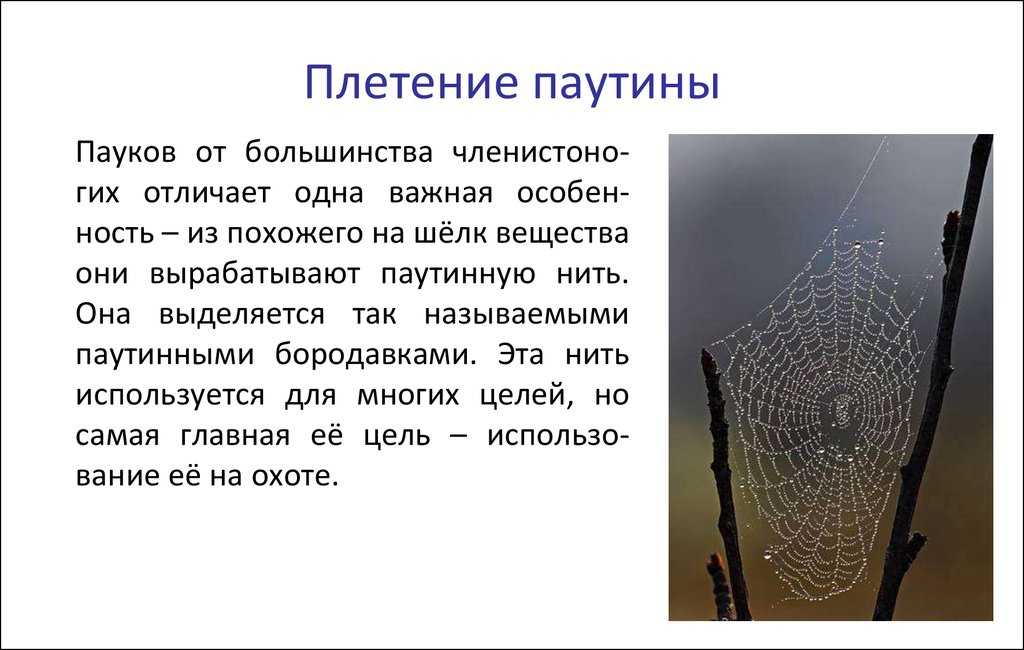 Как паук плетет паутину: где она образуется, из чего состоит, зачем нужна