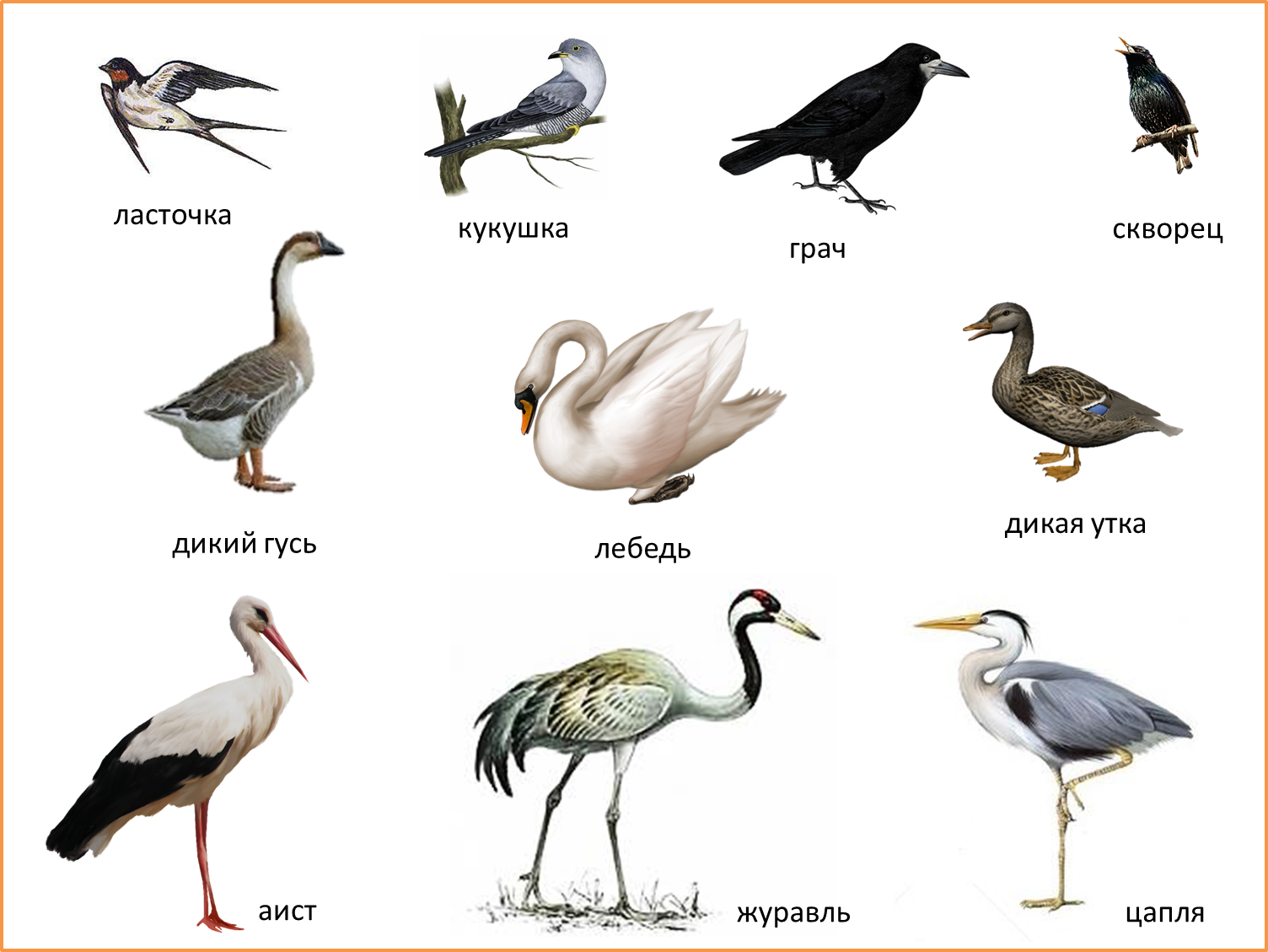Дроздовые.дрозды. семейство: turdidae = дроздовые. воробьиные, воробьинообразные:отряд: passeriformes = воробьиные, воробьинообразные: биология, экология, размножение, поведение, питание, враги