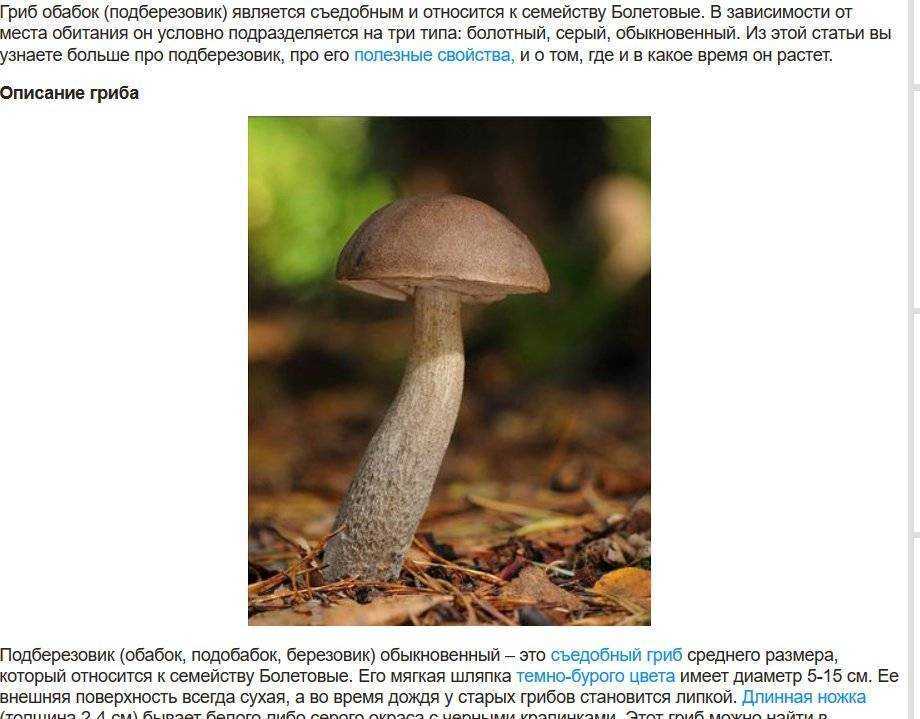 Подберезовик. виды подберезовиков — викигриб