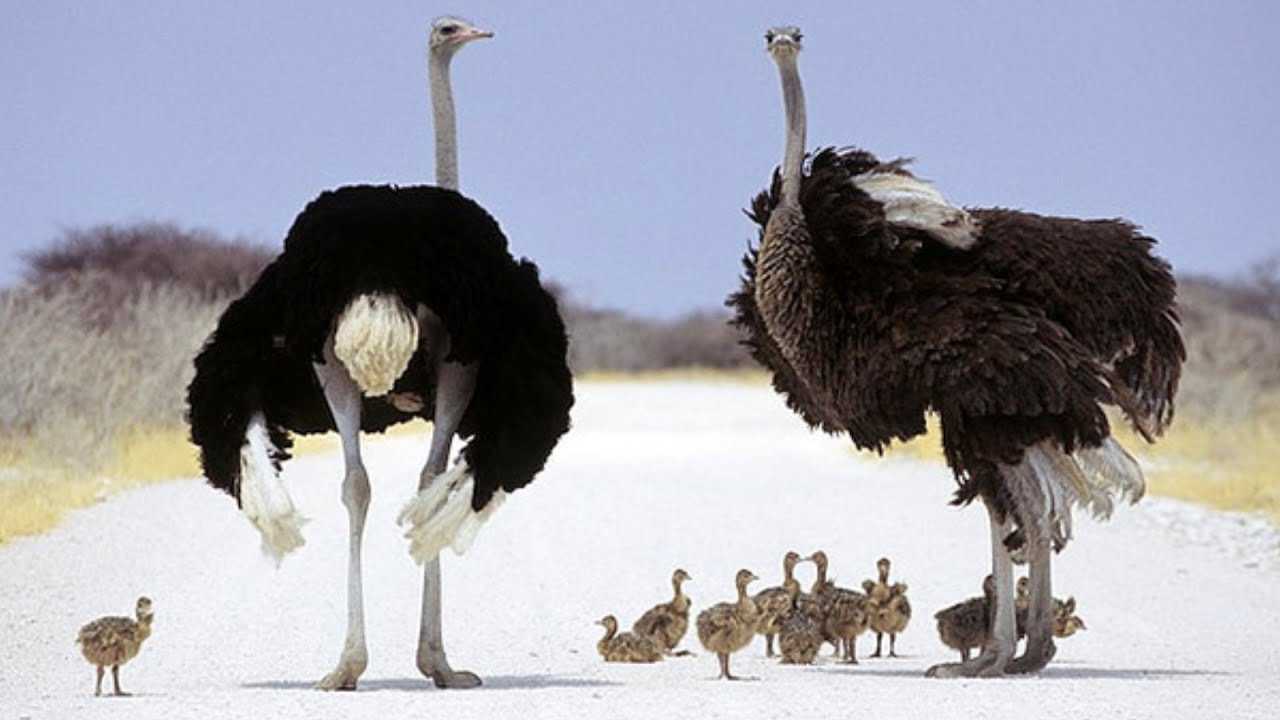Особенности выращивания страусов (struthio camelus domesticus)