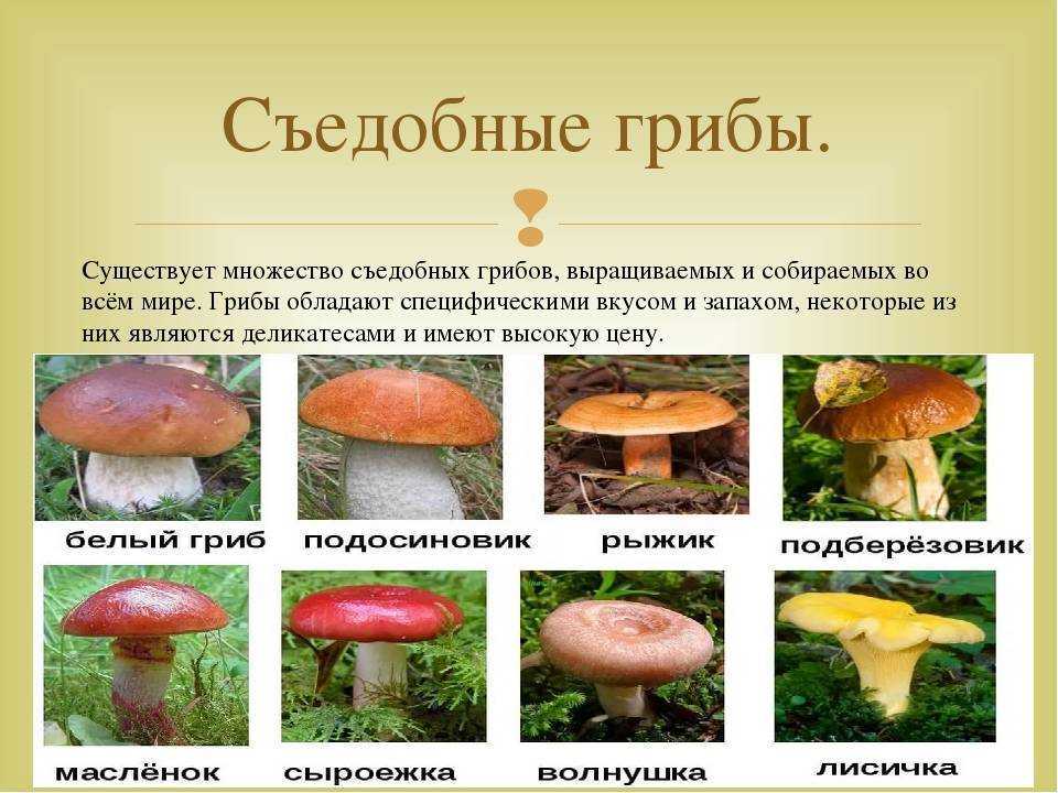 Псилоцибиновый гриб: фото и описание, где растет в россии