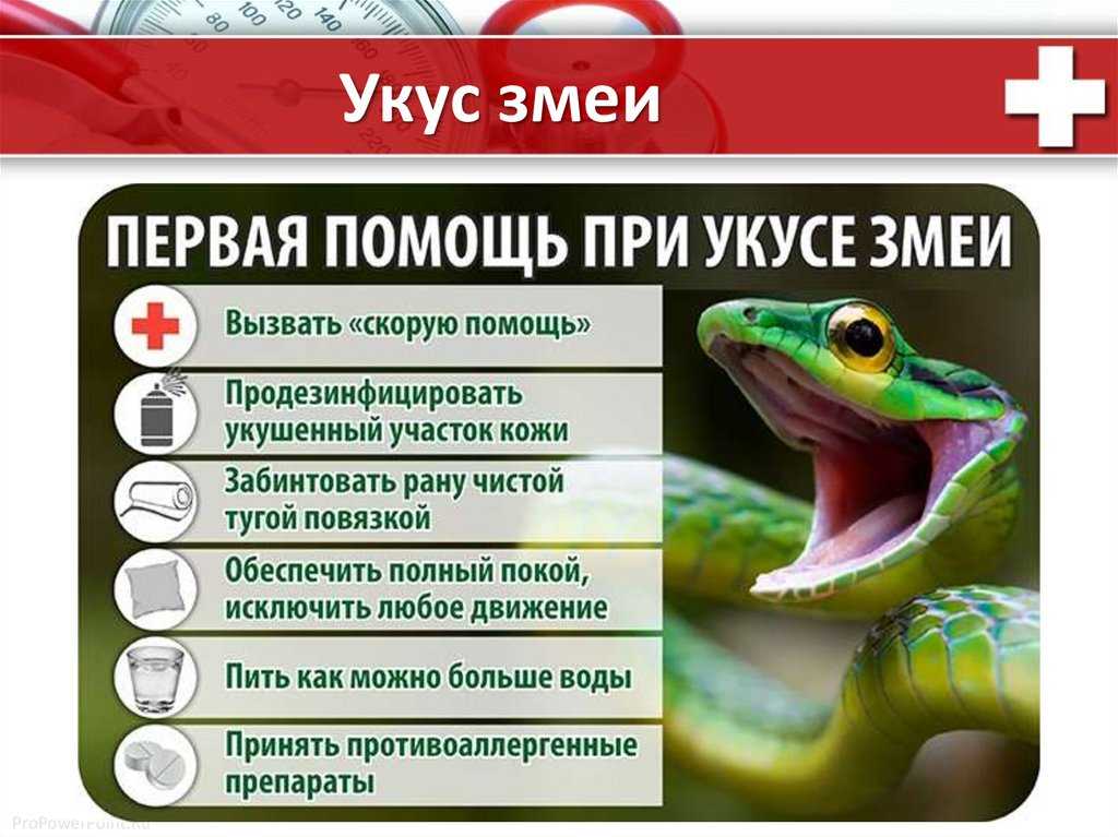 о самых ядовитых змеях в мире и на территории России Какая ядовитая змея самая большая