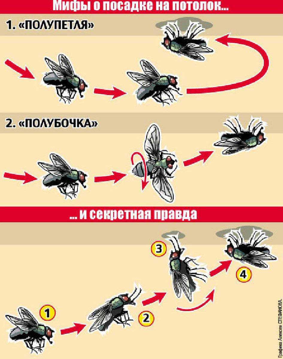 Что такое сольфеджио - школа музыки