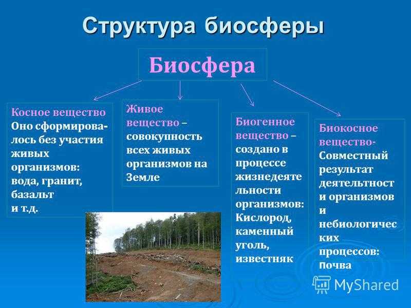 Биосфера - структура, границы, свойства, функции, строение