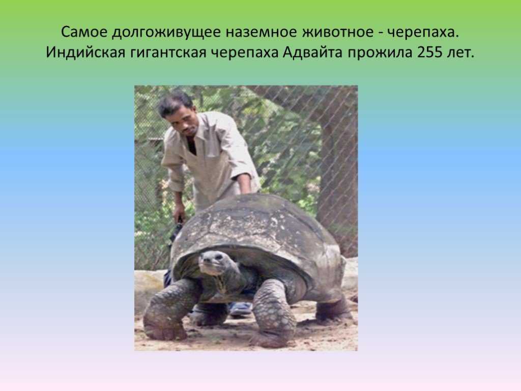 Им спешить некуда: 12 самых долгоживущих животных в мире