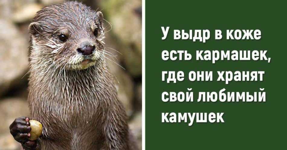 Сколько животных в мире число. сколько видов животных на земле соседствуют с нами