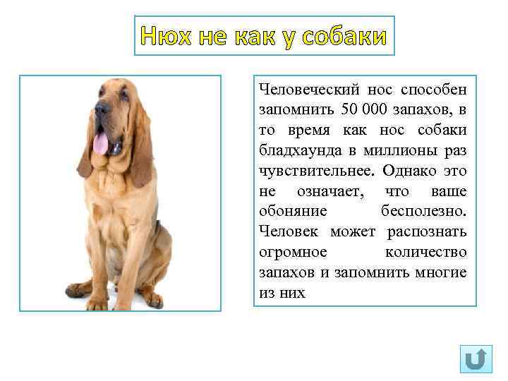 Чего боятся собаки и как бороться со страхом