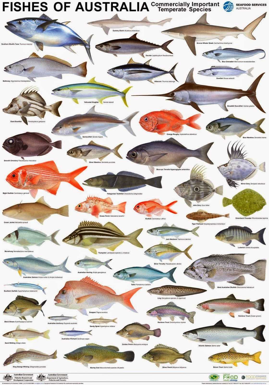 Список морской рыбы для еды без косточек