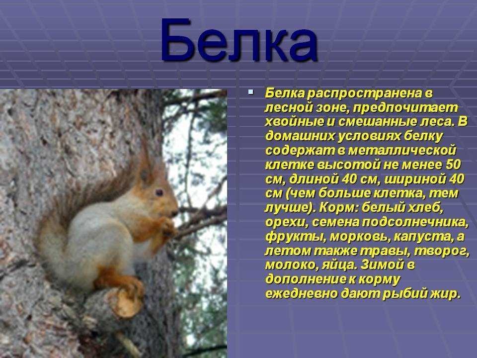 Белка – виды и описание