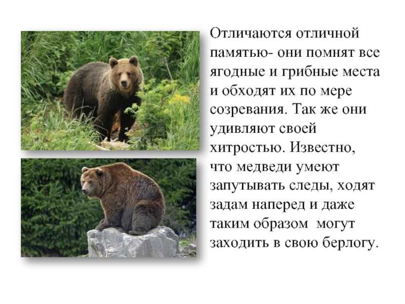 Медведь - где живет, чем питается, виды, сколько живет, фото