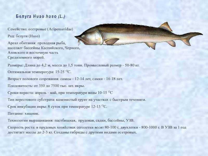 Белуга - рыба с черной икрой, достигающая больших размеров