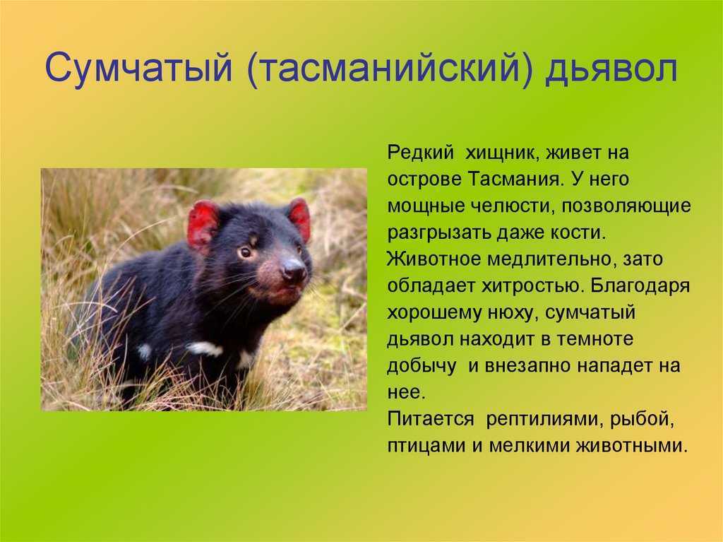 ᐉ сумчатые австралийские животные - список, описание с фото, среда обитания - zoovet24.ru