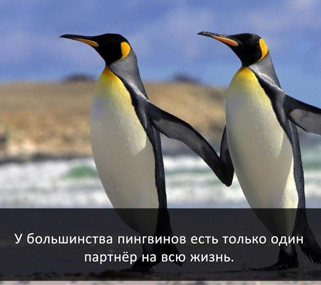 Живет ли пингвин в арктике. почему пингвины не живут в арктике? кто такие пингвины, и где их можно найти