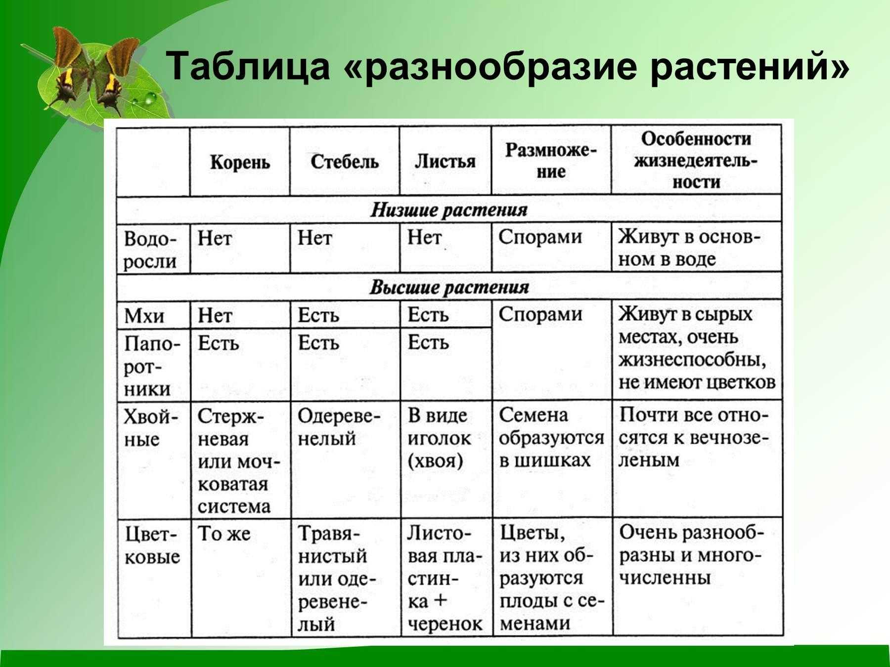 Хищные растения: список растений хищников с фото