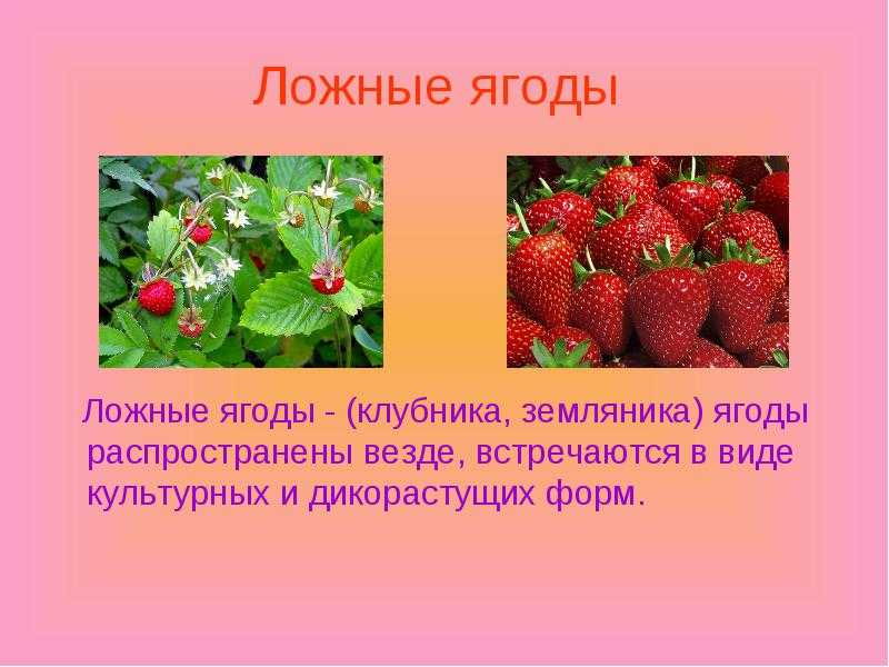 Фрукты и ягоды - каталог
