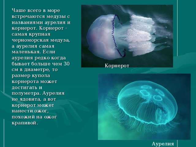 Узнайте, кто такая «морская оса» и почему она опаснее белой акулы