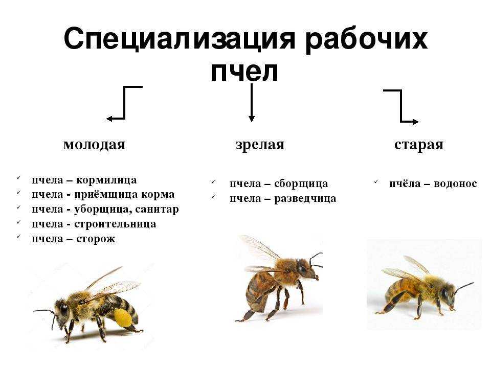 Дикие пчелы: фото и описание, улей, где живут и чем питаются?