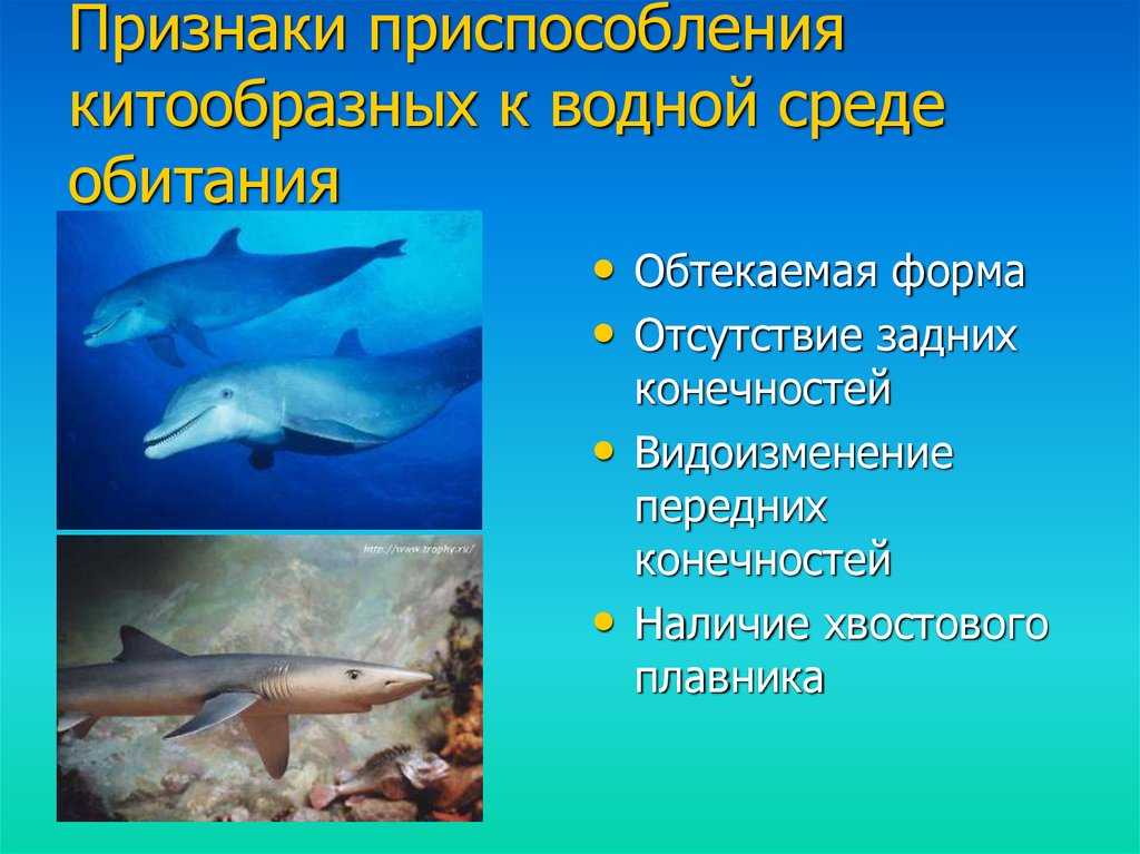 Интересные факты о дельфинах