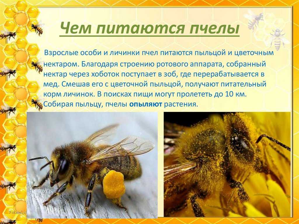 Виды и породы пчел с фото и описанием