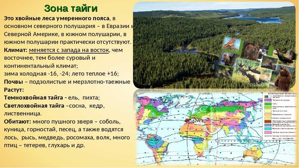 Самый северный лес: где находится тайга и особенности природной зоны - tarologiay.ru