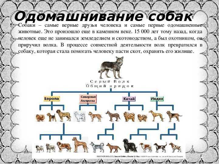 Одомашнивание животных — доклад для урока биологии: как человек приручал собак, кошек, коров, лошадей и других диких зверей